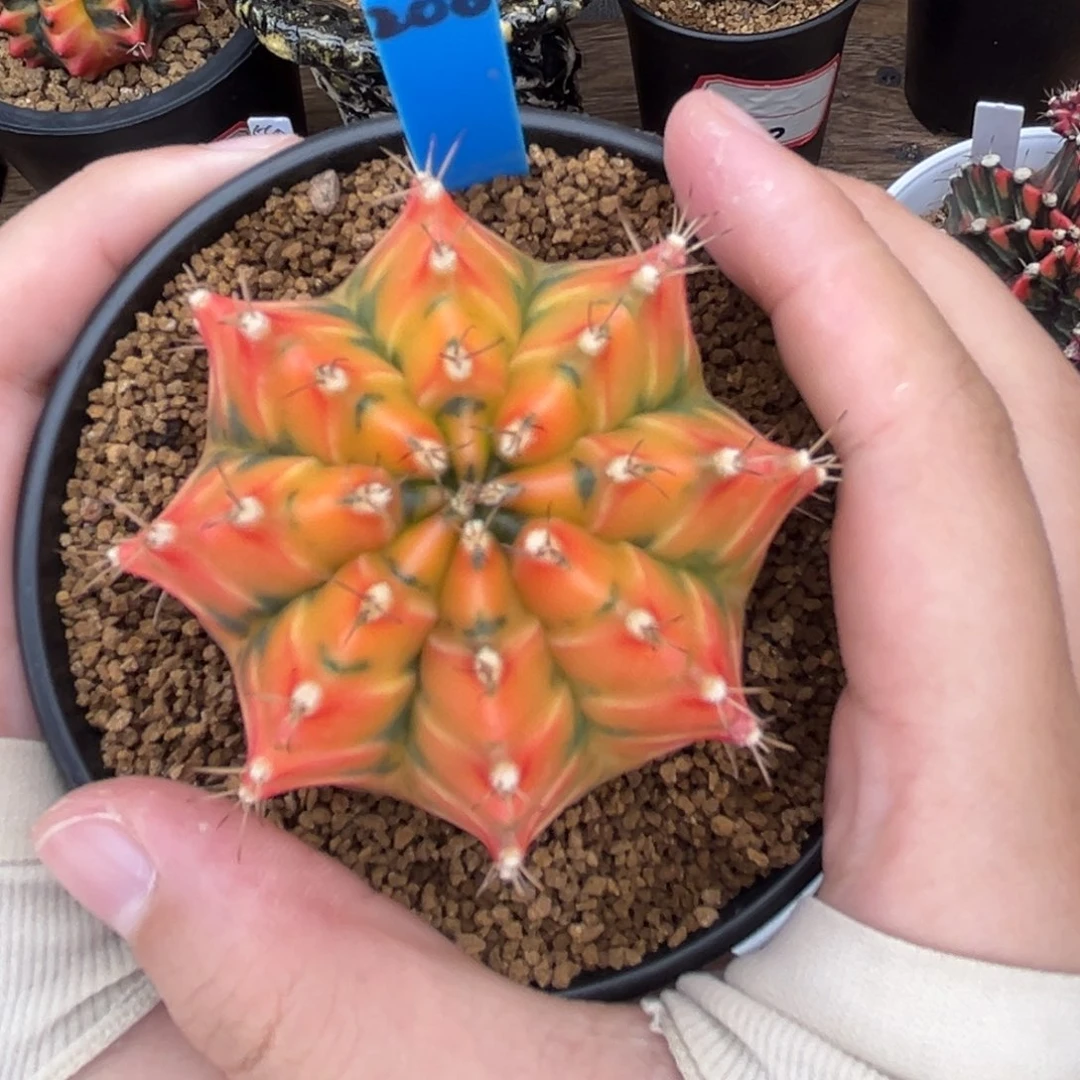 泰系实生米哈锦 200