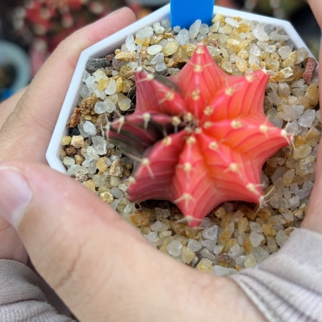 泰系实生肋骨锦 149