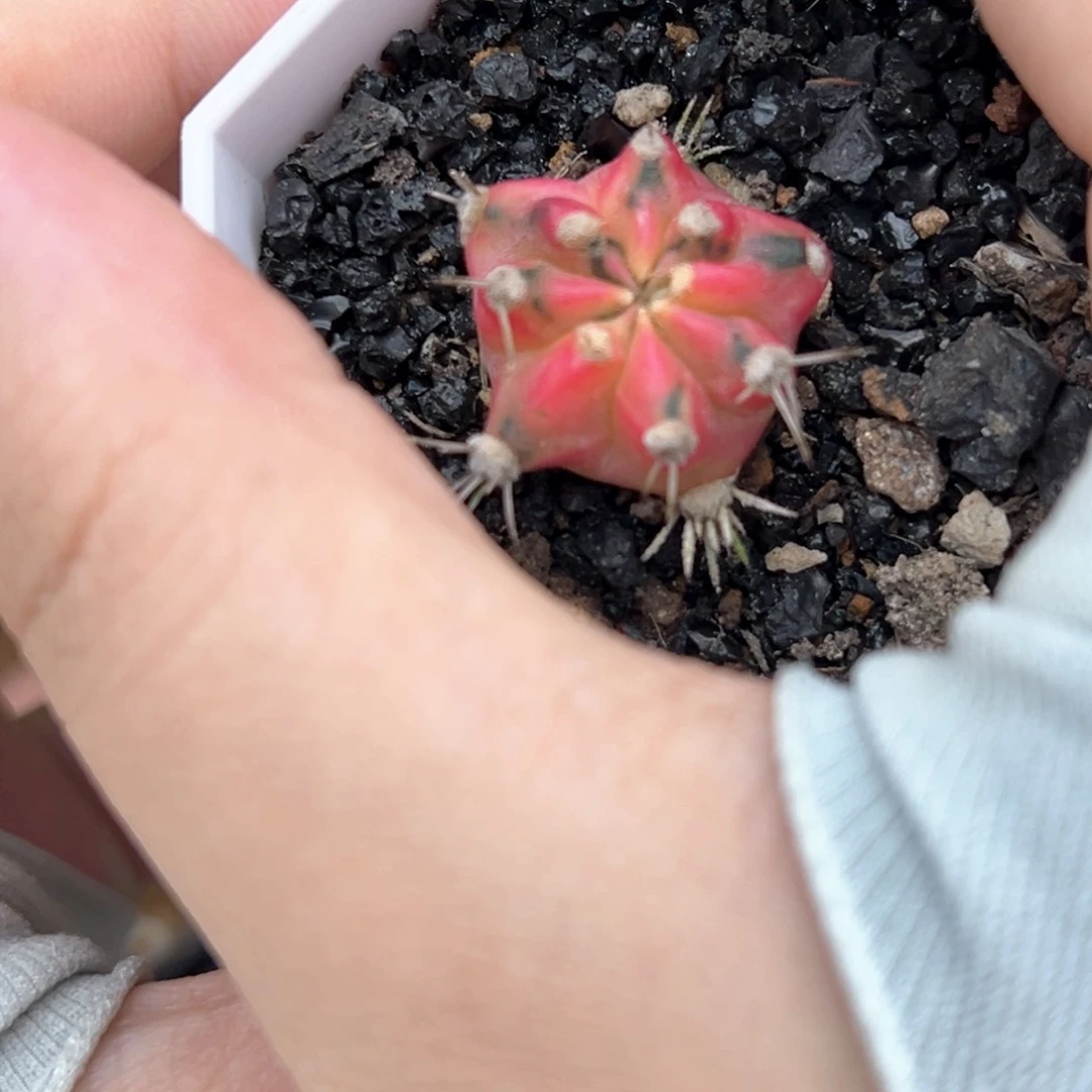 泰系侧芽米哈锦A13
