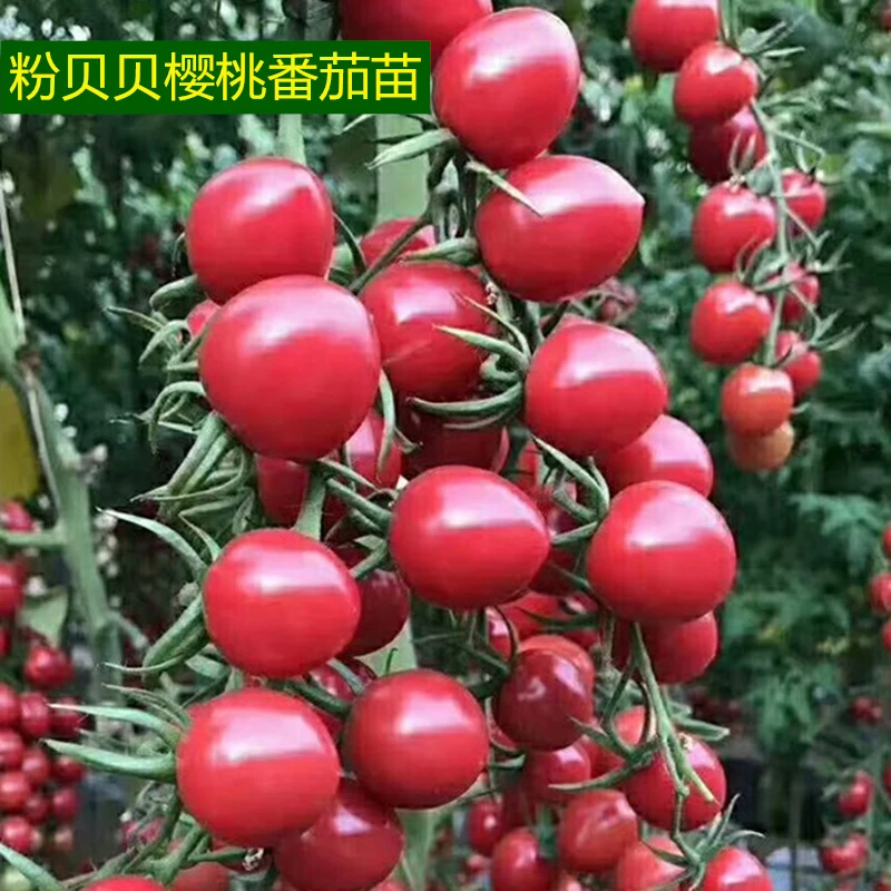 粉贝贝樱桃番茄苗秧苗千禧圣女果小柿子苗超甜小西红柿苗种籽菜苗