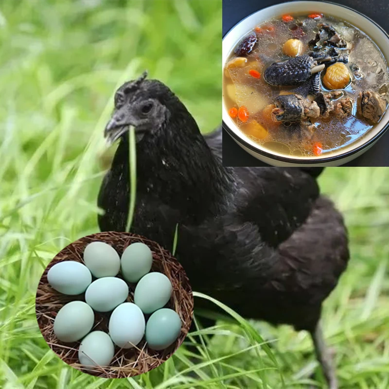 色香味美五黑 鸡绿壳蛋鸡肉质煲汤鲜美