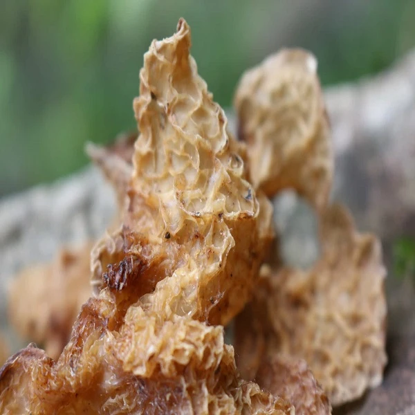 【羊肚耳】现收土特产~