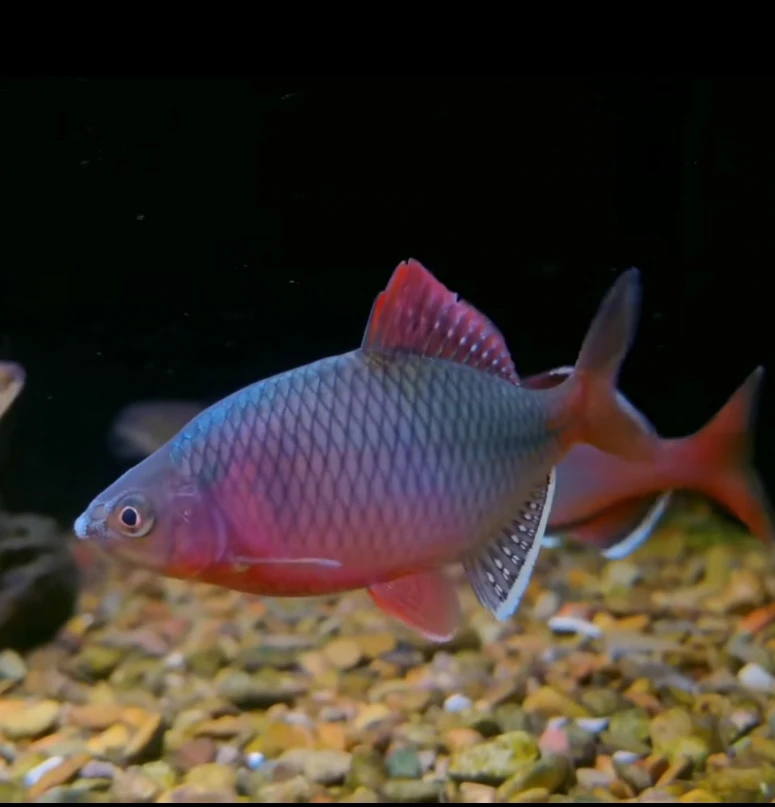 河池越南 鰟皮 淡水鱼