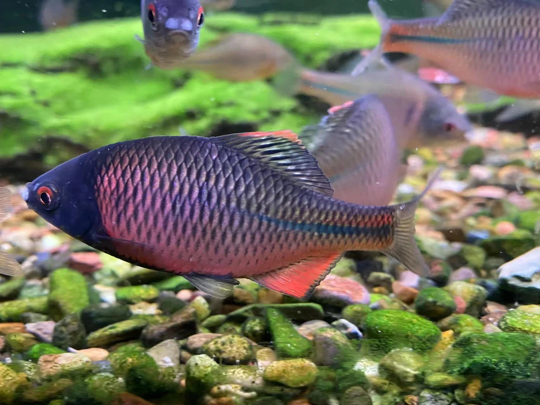 黑龙江鳑鲏 稀有鳑鲏 冷水鱼 淡水鱼