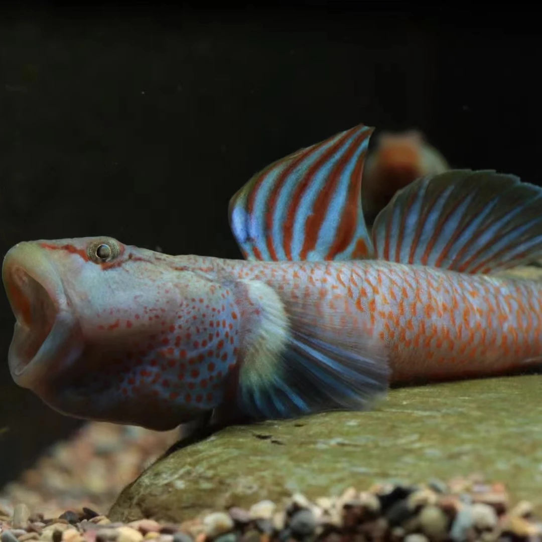 原生鱼冷水鱼杭州星条旗虾虎冷水鱼观赏鱼虾虎鱼神农虾虎不加温