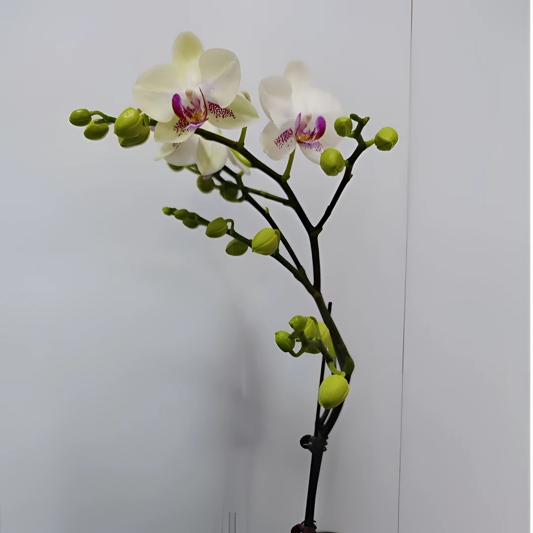 奢漫花田蝴蝶兰集合以直播间为准，一物一拍