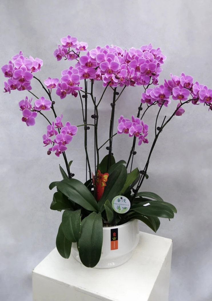 蝴蝶兰多品种集合，以直播间为准，一物一拍，不退不换