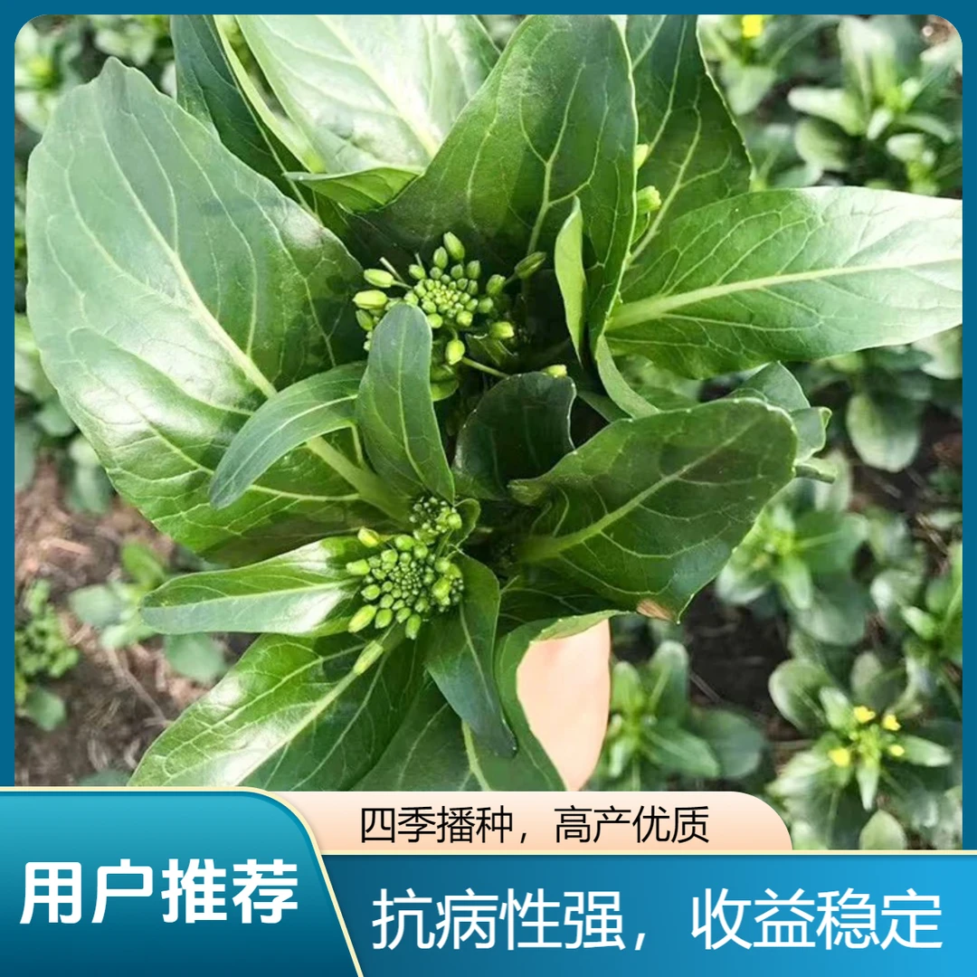 老朱广东甜菜心种子宁夏大田菜场家庭四季可以种植耐寒快菜种籽