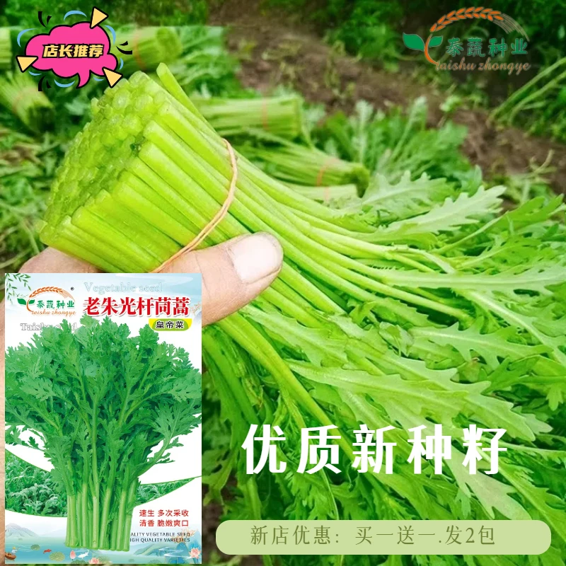 老朱光杆小叶茼蒿种子皇帝菜种籽大田用南北方耐寒春秋冬蔬菜品种