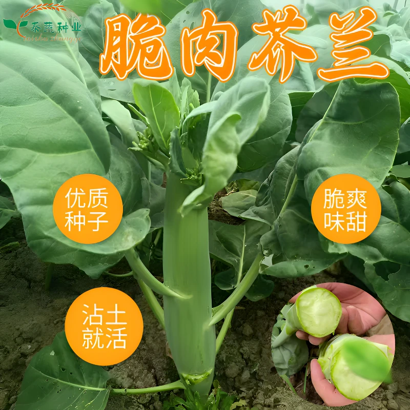 【甜脆芥蓝种子】阳台庭院四季盆栽种植菜园地蔬菜种籽鸡腿芥菜种子