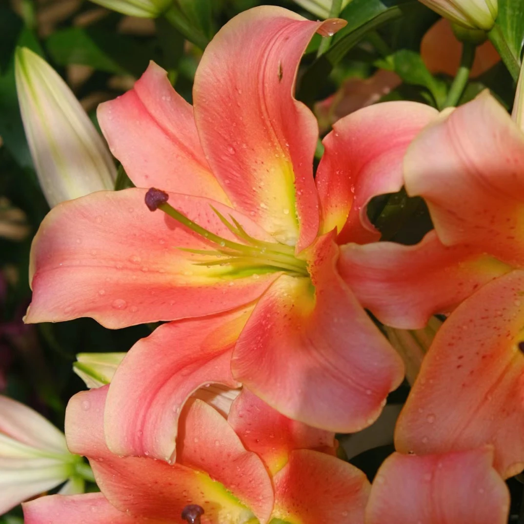 【泽尔米拉/一见钟情】16/18OT系列香水百合种球种植进口种球