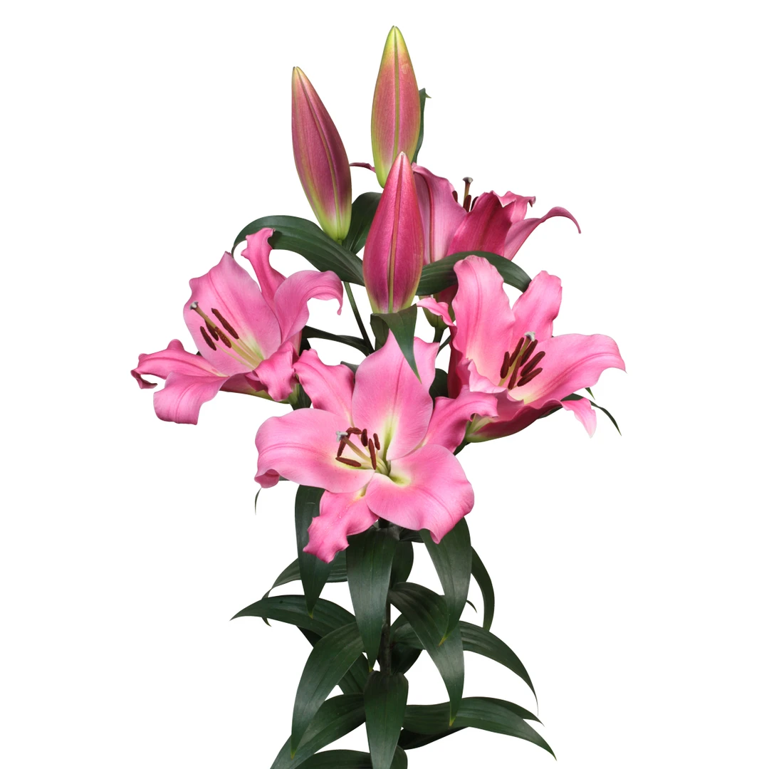 【粉诺】14/16 OT香水百合种球进口百合种球栽种进口种球