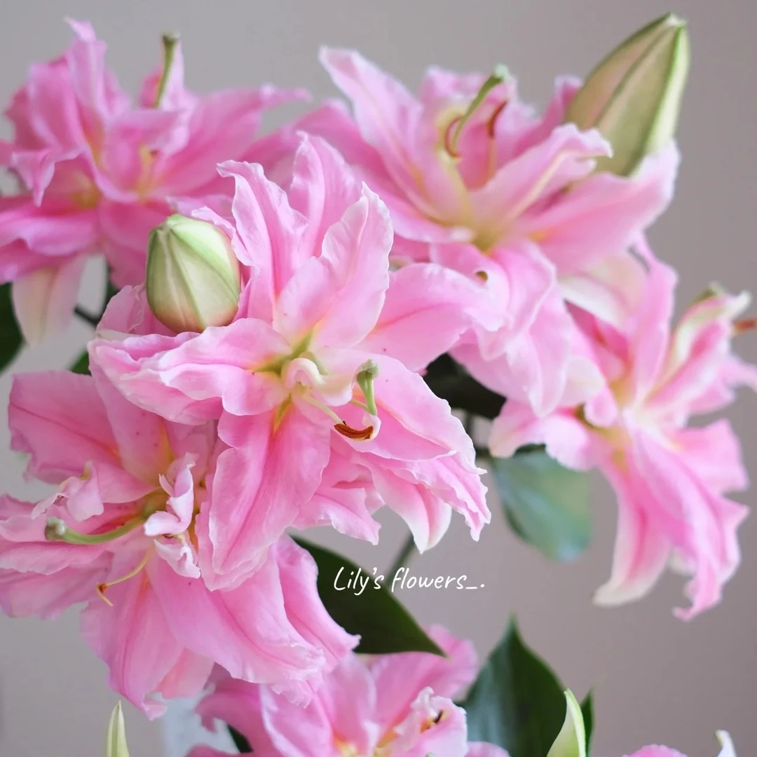 【尤尼格】14/16重瓣百合香水百合种球种植云南鲜花进口种球