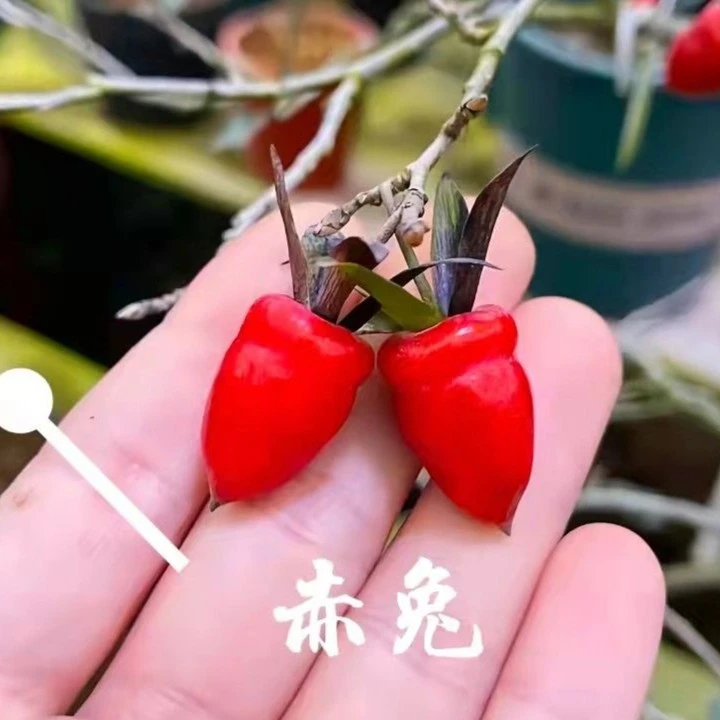 泸州弹庐小陈直播间金弹子/老鸦杮品种.一拍一物老鸦柿植物
