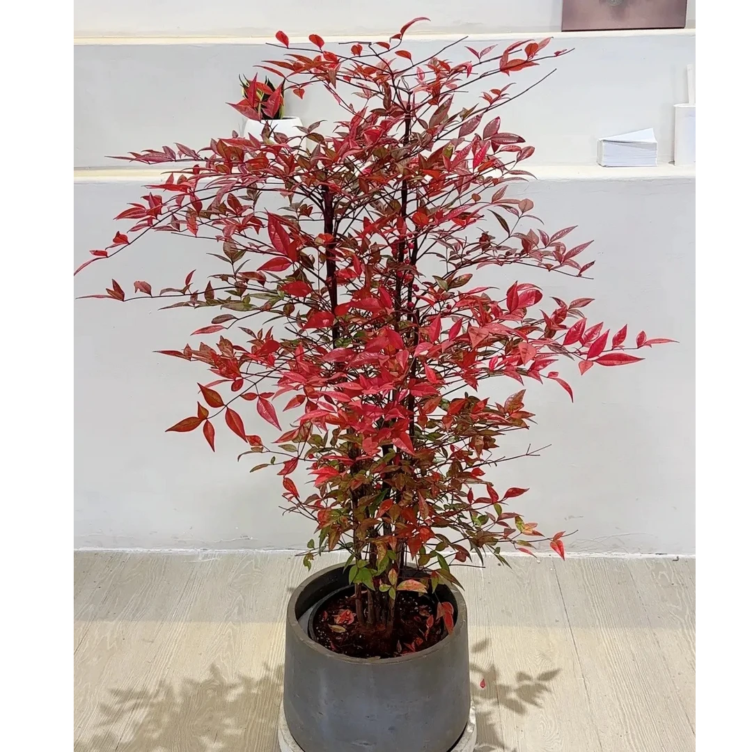 【越冷越红】年宵花火焰南天竹耐寒盆景老桩盆栽室内好养美观绿植