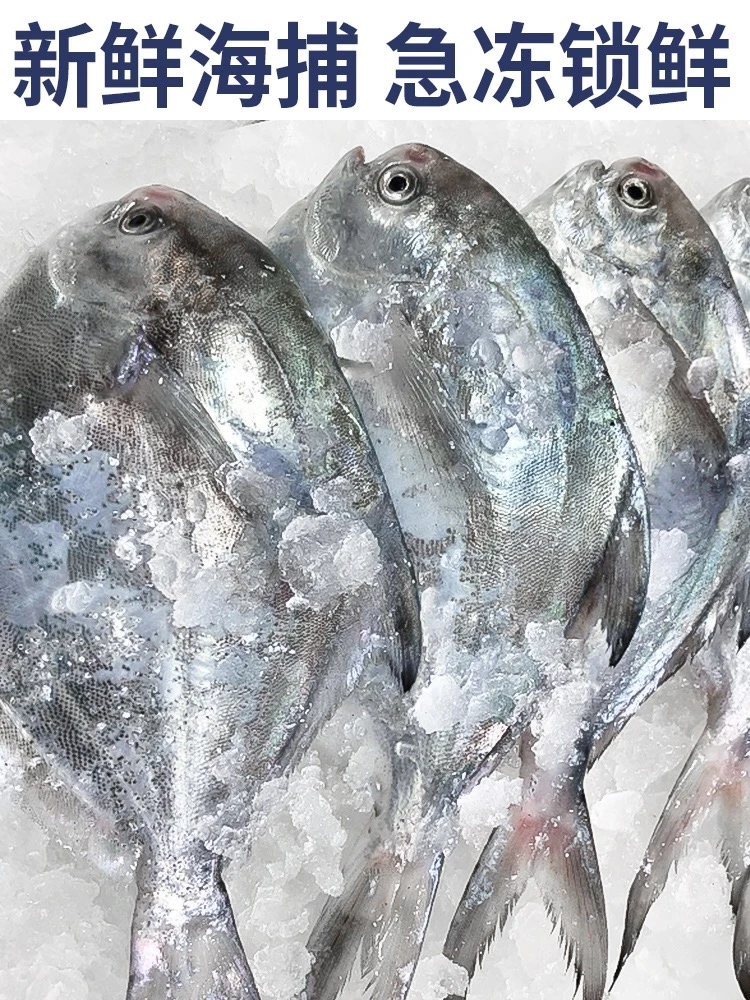 吕四渔港银鲳鱼 家庭款鲳鱼3斤起