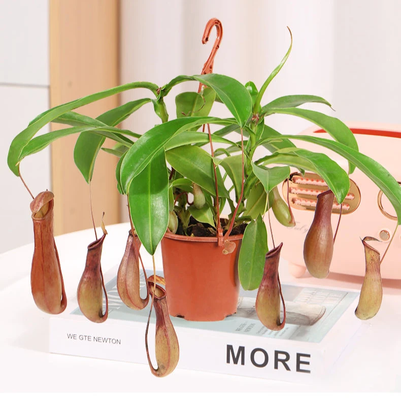 猪笼草盆栽热带阳台绿植食虫草驱蚊驱虫绿植趣味夏日庭院植物捕虫