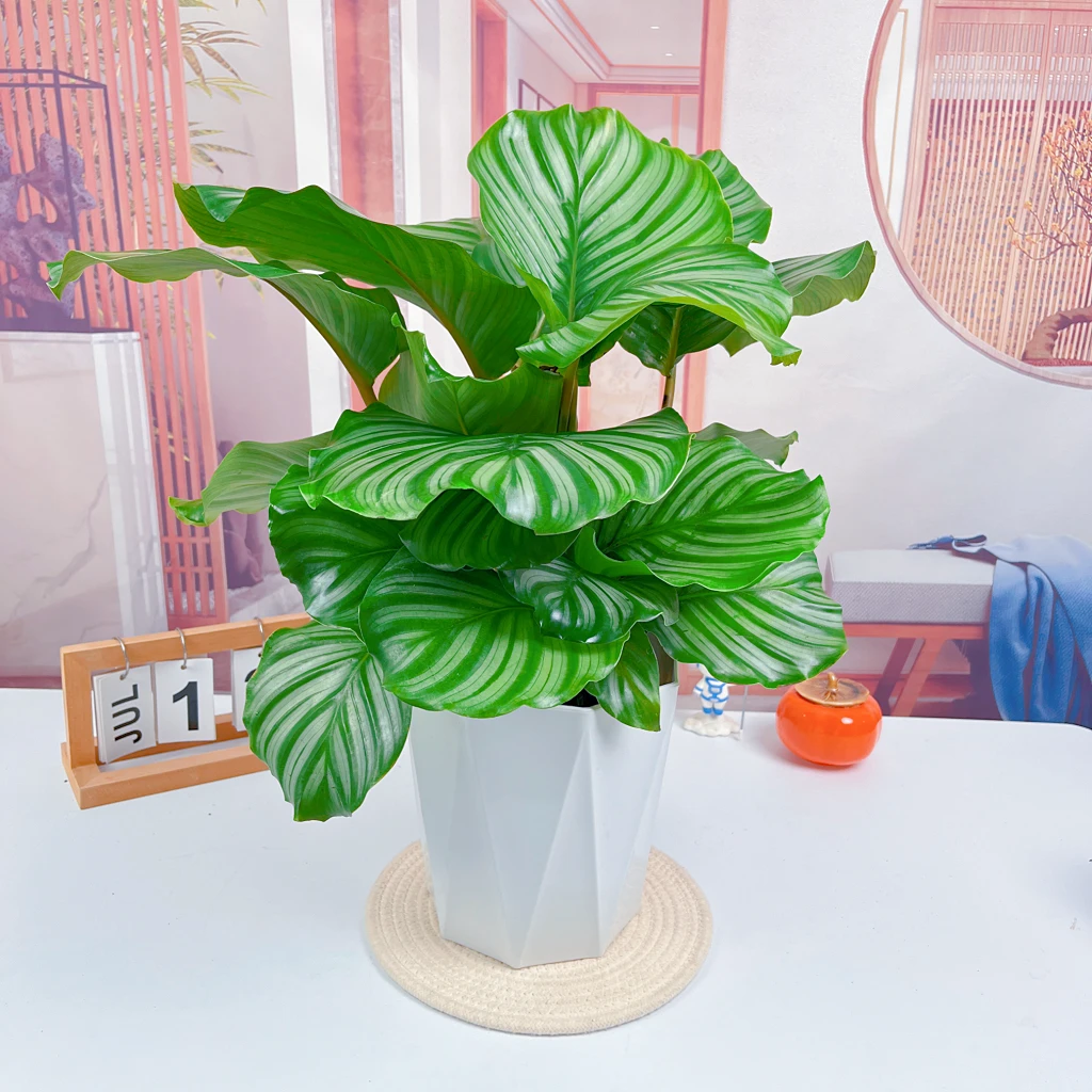 青苹果竹芋光照花叶生长大盆竹芋水培盆栽办公室好养活的观叶植物