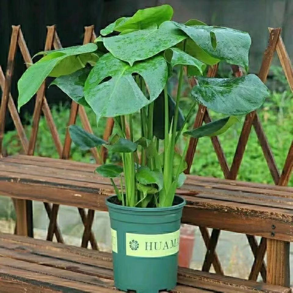 光照吸甲醛新房土养养护植物盆栽室内绿植四季常青净化空气耐寒