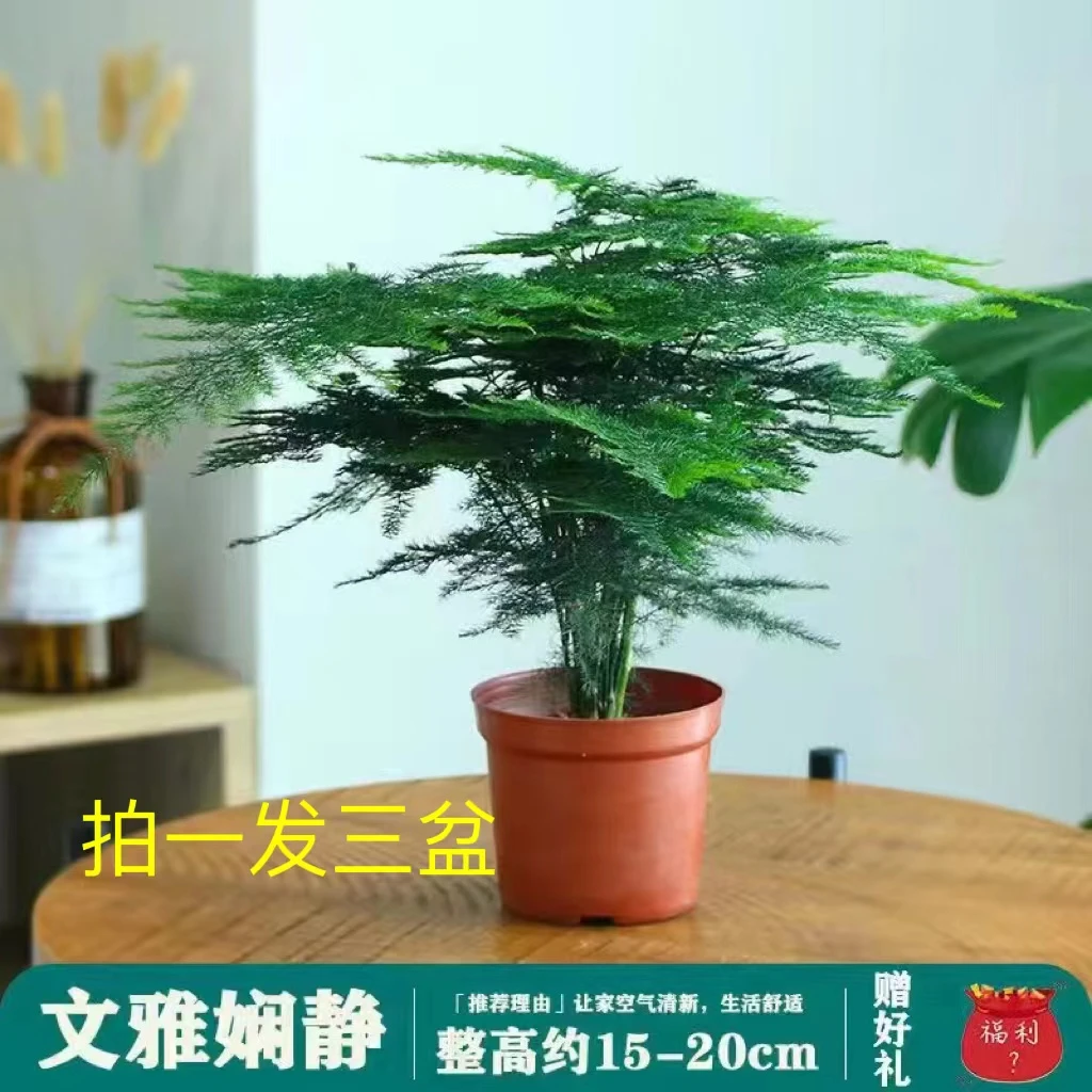 阳光河畔文竹盆栽花卉室内办公桌好养活四季常青常绿植物前台清新