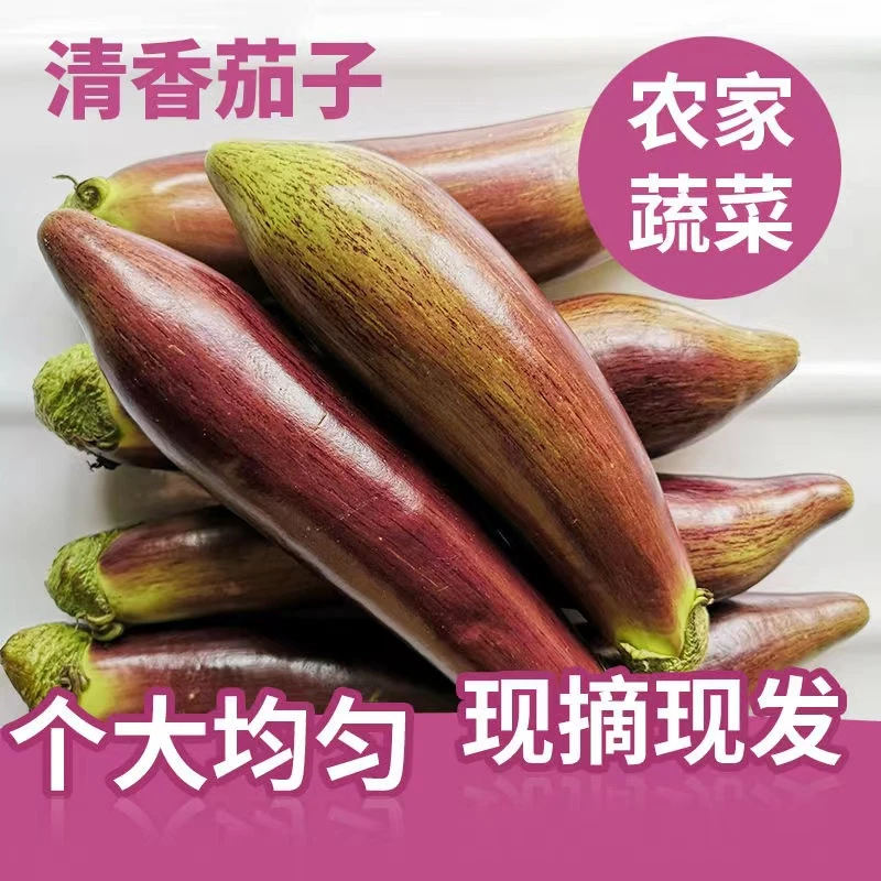 东北花茄子面包茄子软茄子线茄子农家自种软茄子开锅烂长茄子