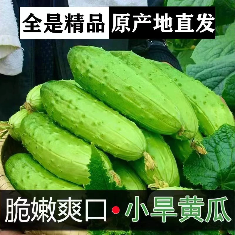 东北旱黄瓜新鲜小青瓜2/5斤水果蔬菜黄瓜带刺脆皮荷兰水果小黄瓜