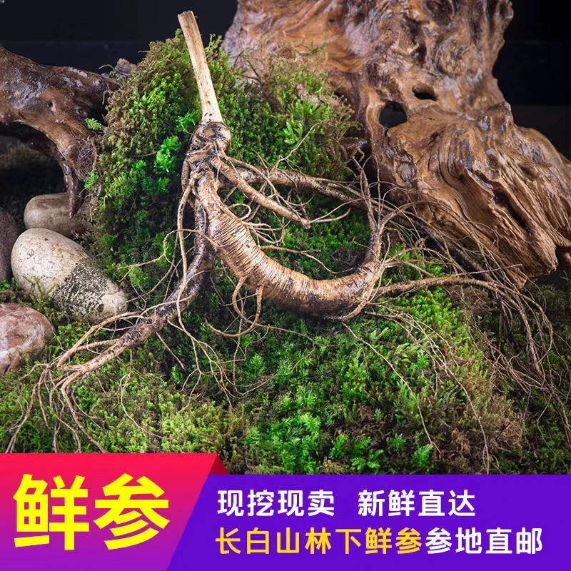 长白山桓仁林下籽参，桓仁林下参009散装散装