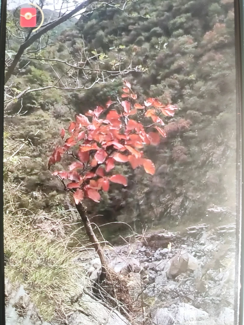 香山红叶黄栌山里(不包邮)