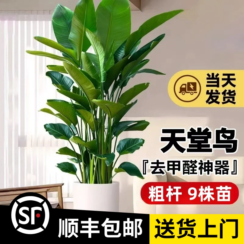 【顺丰包邮】1.7-1.8米（9株苗-粗杆）天堂鸟大型落地绿植办公室盆栽