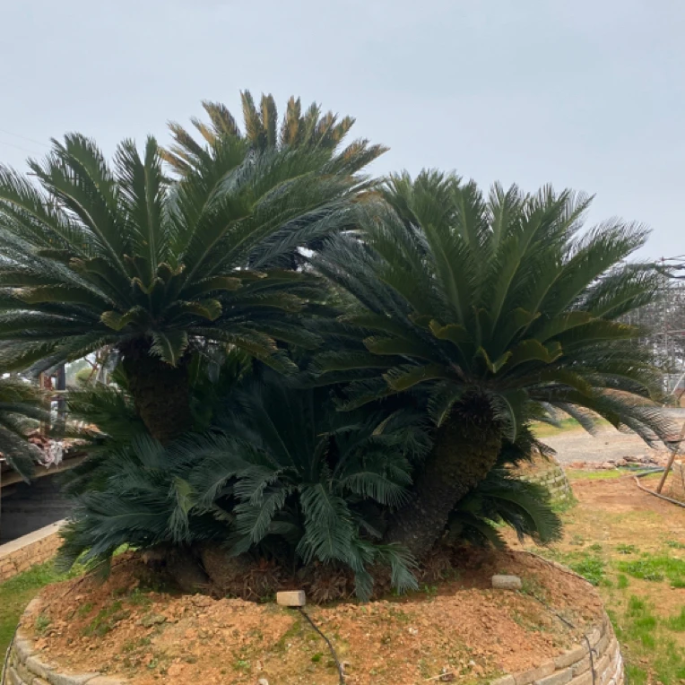 铁树别墅庭院植物四季长青北方耐寒植物开花结果精品盆景地景树