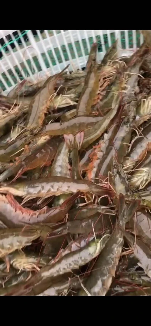 黄骅盐汪子活大虾