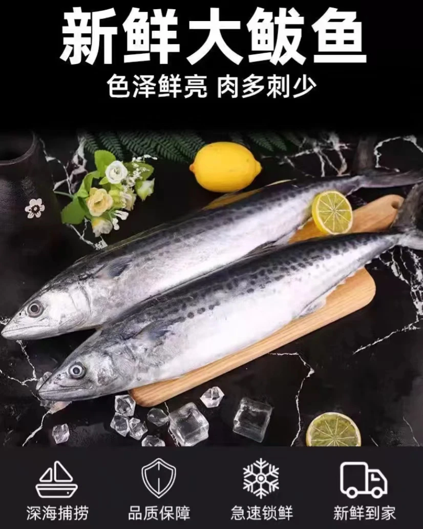 野生海捕马交鱼 鲅鱼急冻锁鲜连云港发货