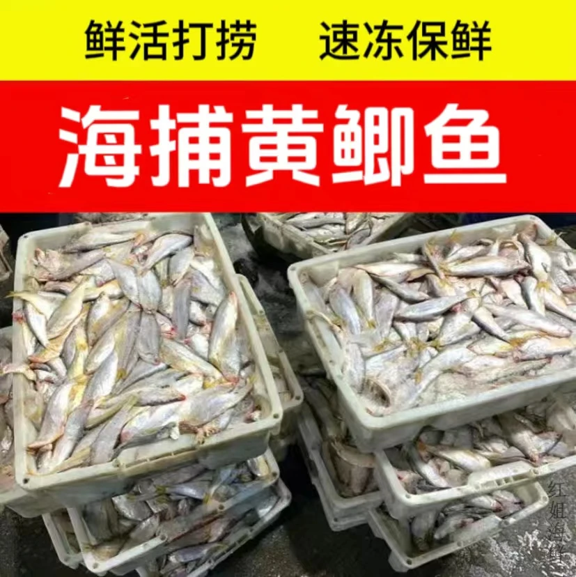 野生海捕黄鲫鱼 油扣 马口鱼新鲜速冻连云港发货5斤包邮