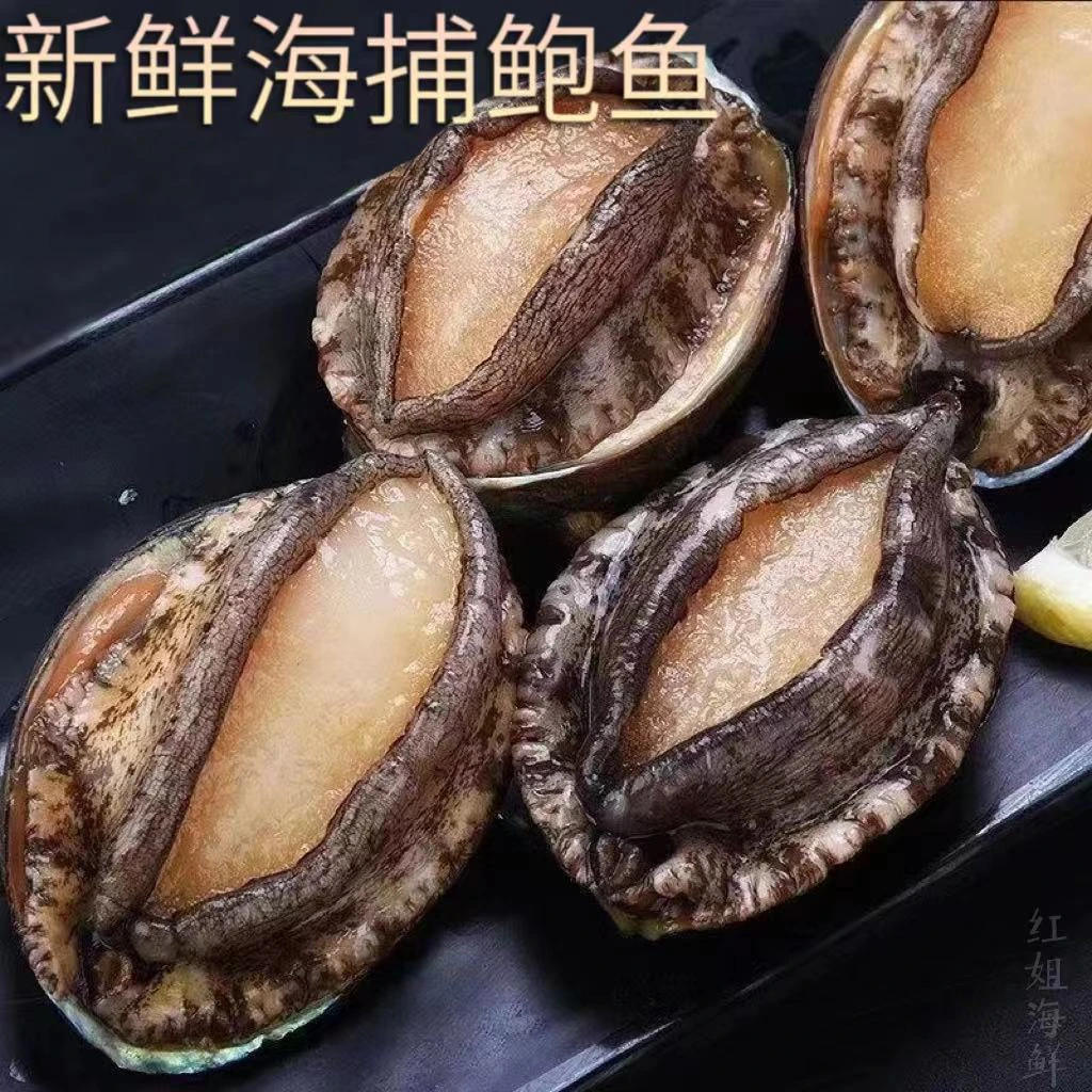 新鲜鲍鱼 连云港发货(2斤)(一斤10个)