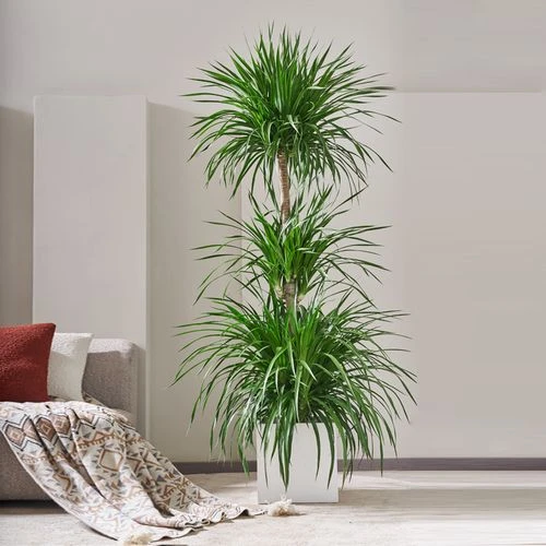 客厅绿植盆栽多头龙须树铁黑珍珠绿植室内落地植物大型老桩树苗