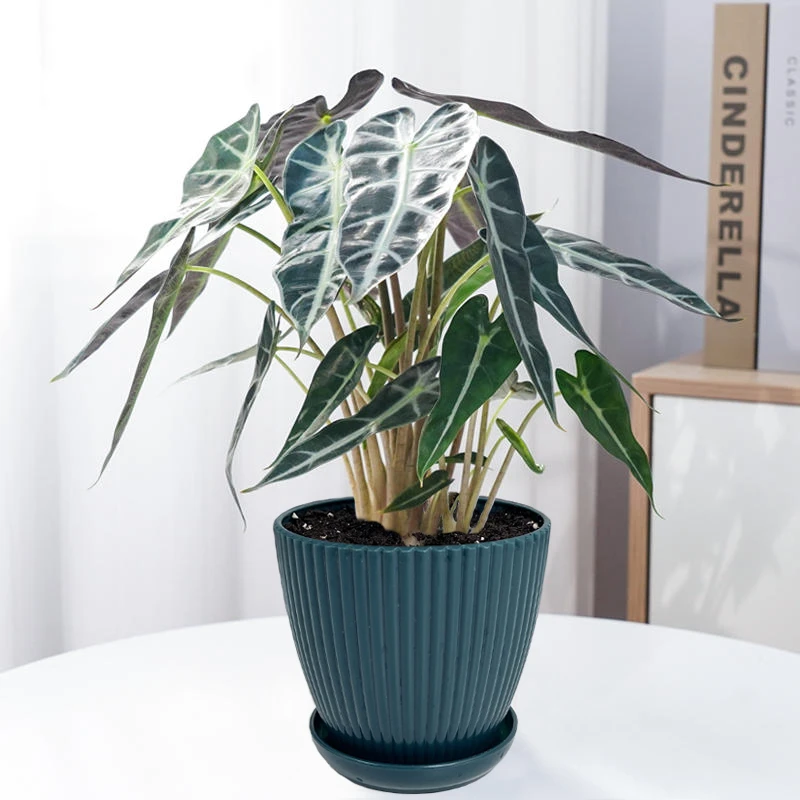 小仙女海芋绿植盆栽非洲面具黑叶观音莲北欧竹芋室内桌面盆栽植物