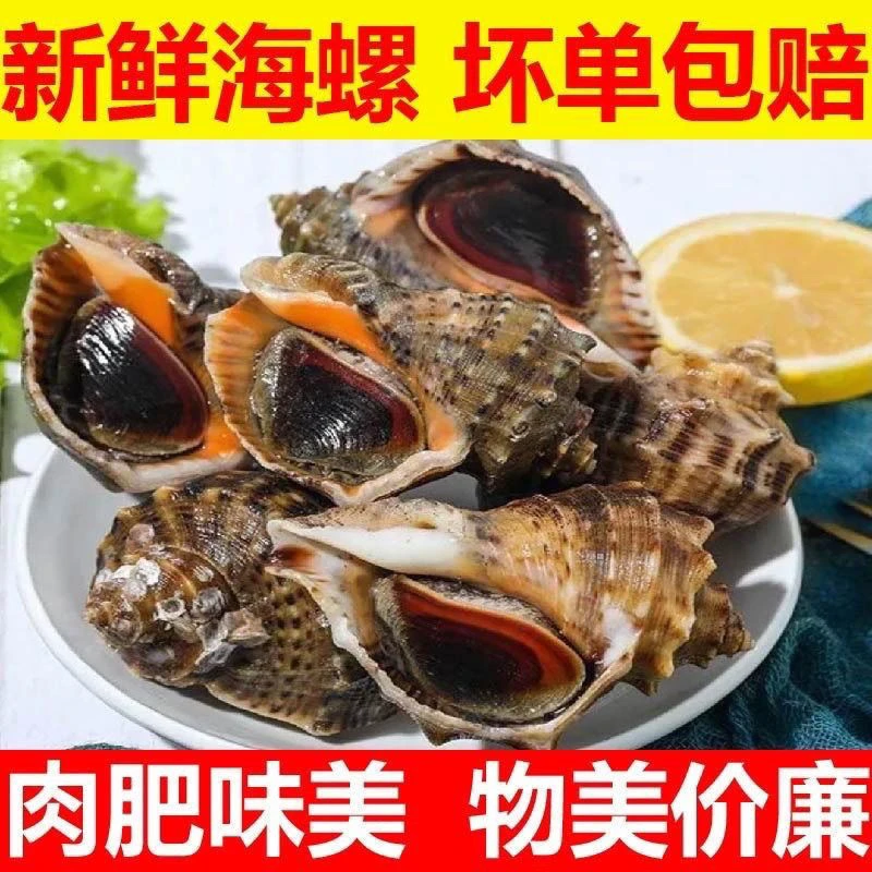 海螺鲜活批发特大 海捕现发新鲜野生大中小超肥海螺贝类海鲜水产