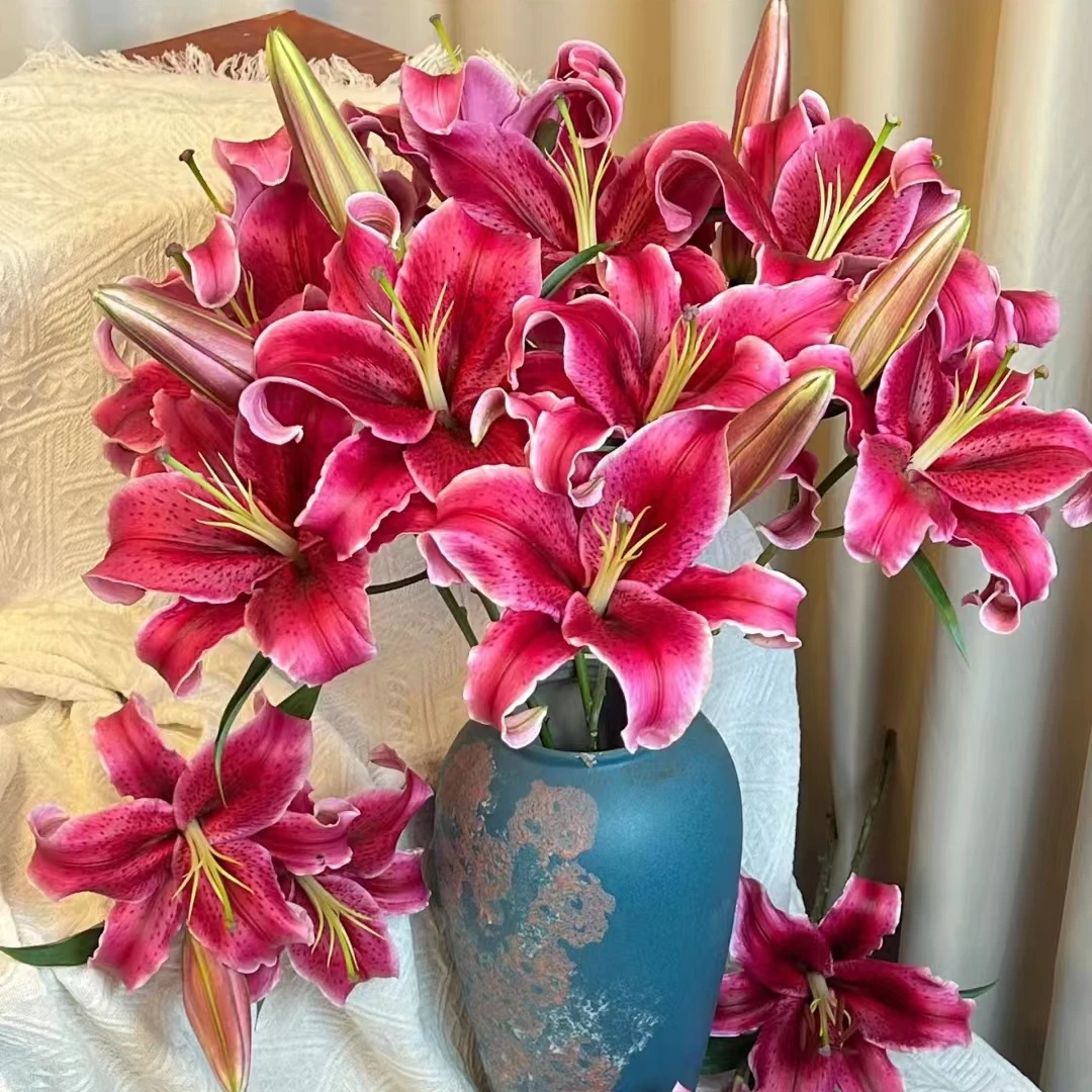 多头黑美人百合云南基地直发鲜花