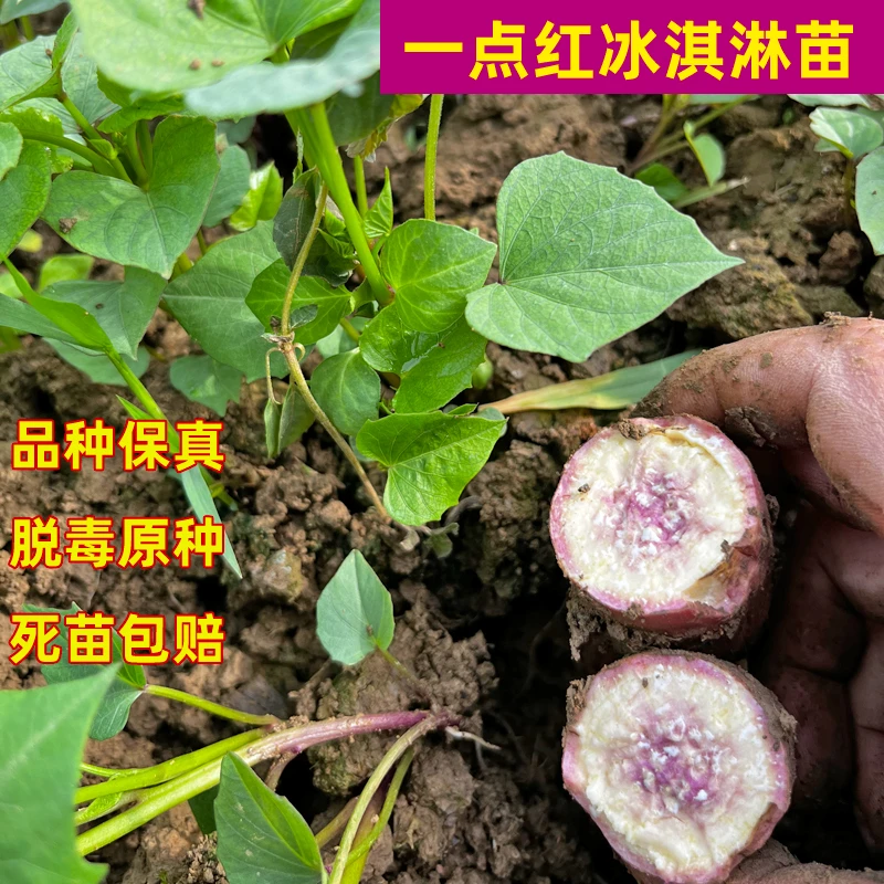 冰淇淋红薯种苗一点红番薯苗花心地瓜秧子紫心番薯苗高端品种红薯