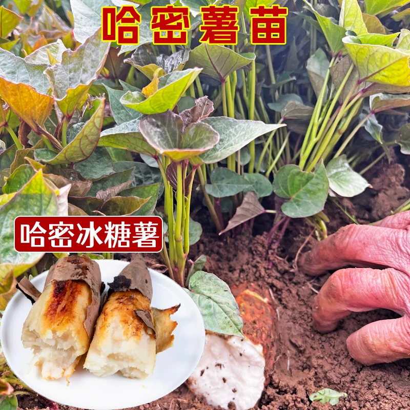 哈密红薯苗冰糖心地瓜苗紫薯苗密薯苗西瓜红薯苗板栗薯秧苗烟薯苗