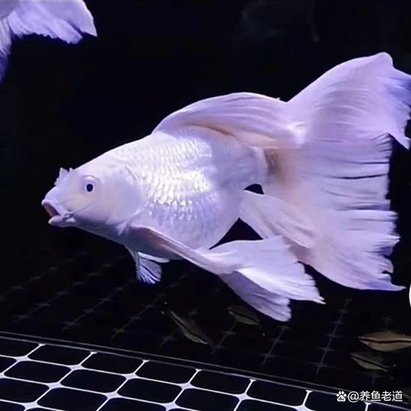 中国台湾贵妃蝴蝶