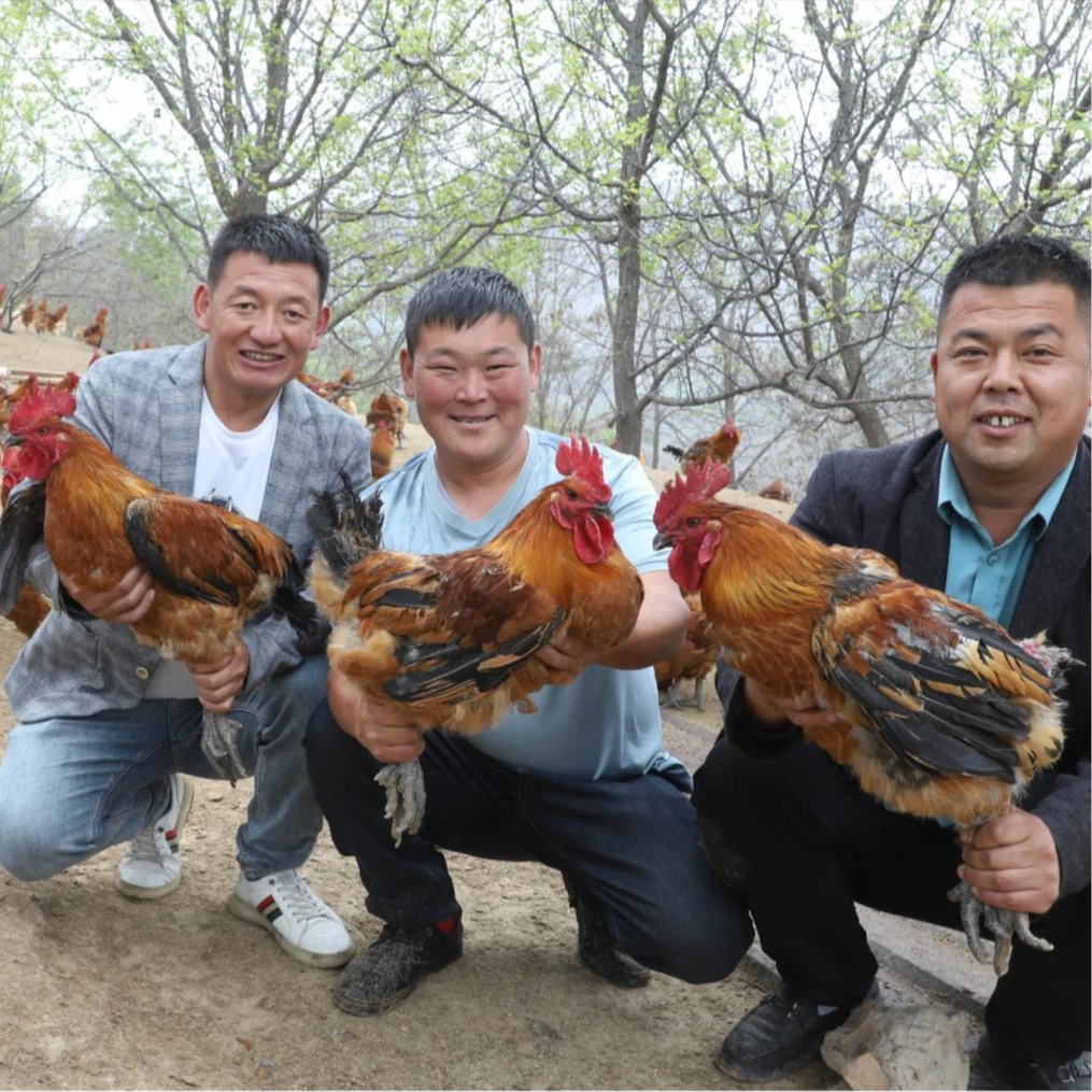 霞姐情陕北高山散养土老公鸡（单只净重4-5斤）