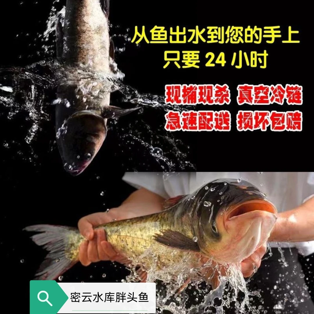 密云水库胖头鱼，鲢鳙晚上捕捞早晨发货，让您吃到最新鲜的美味