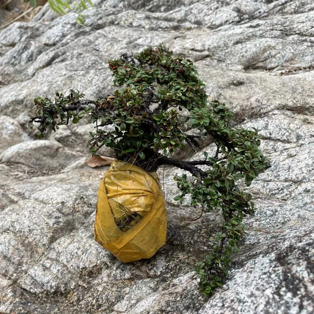 荀子盆景 白花中小型盆景素材 一物一拍全场包邮