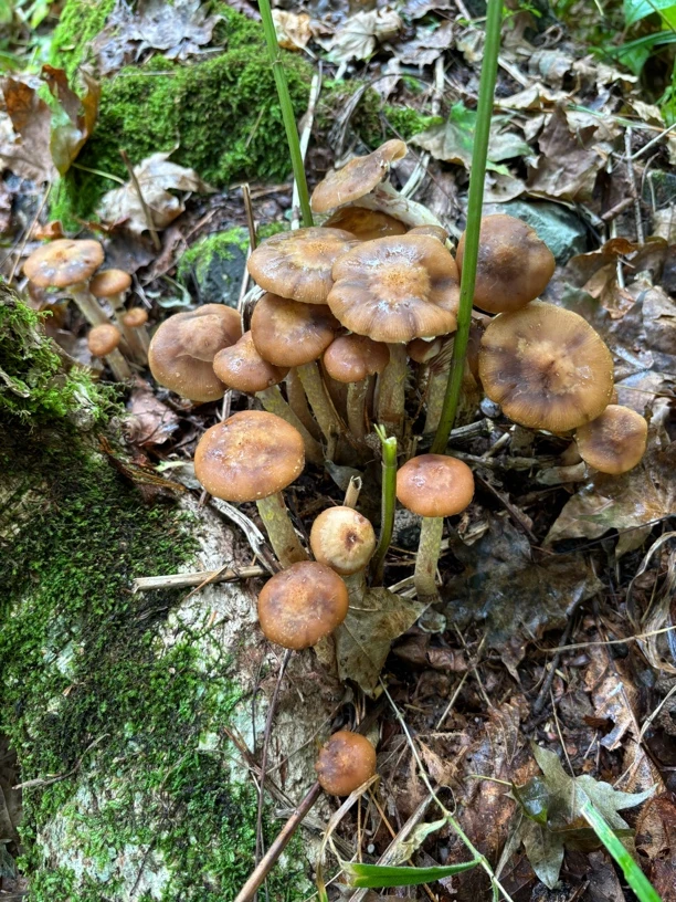 榛蘑自然晾晒深山榛蘑自然采摘