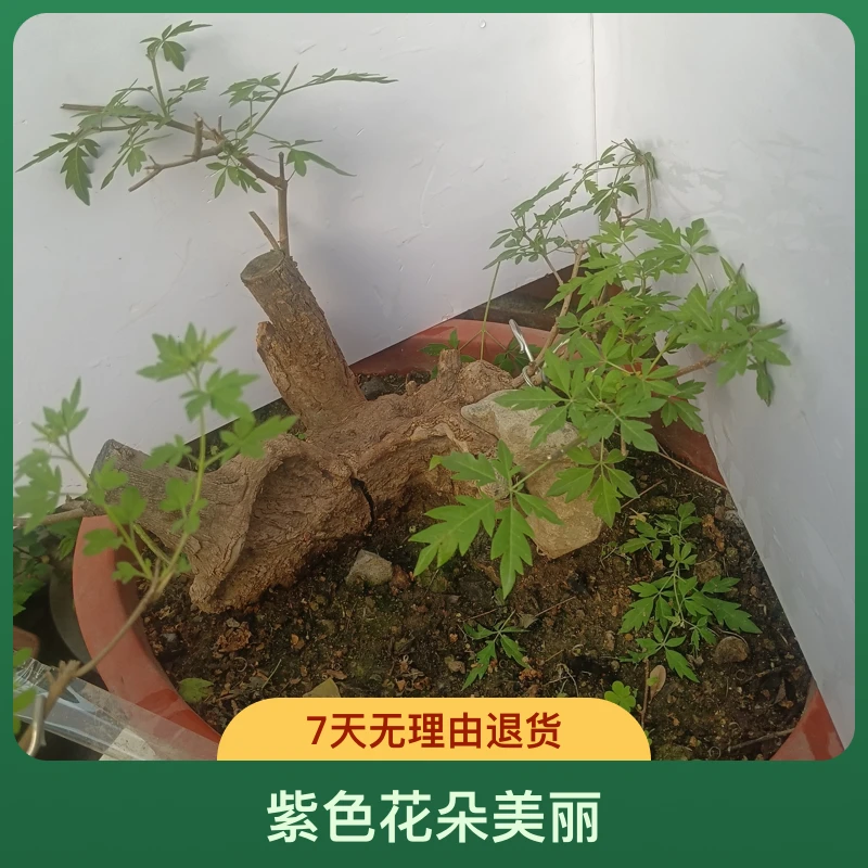 太行崖荆黄荆小品盆景