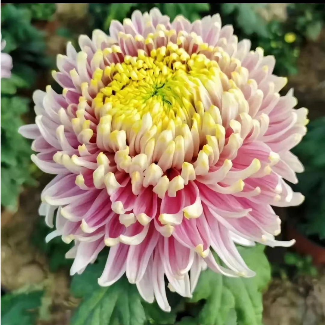 【盘龙木兰】九月菊花好养耐热耐寒品种大花