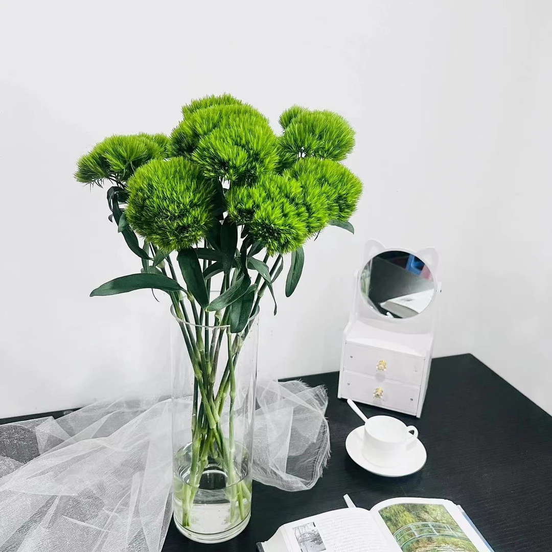 超长花期 绿毛球  好养护 产地直发 品质保证