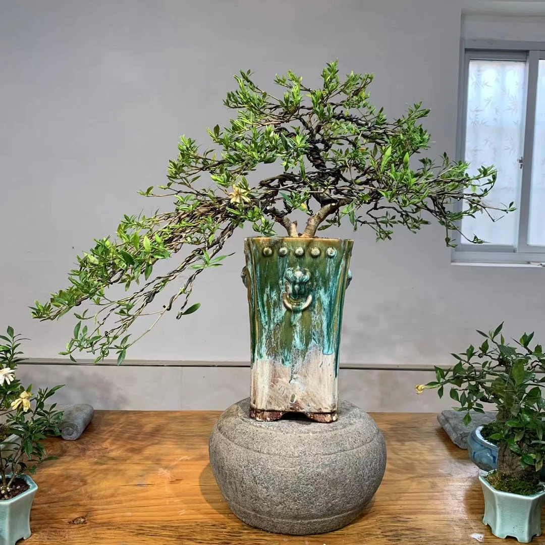 阿伟手艺盆景牡丹栀子花全冠
