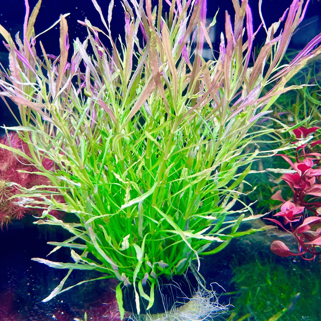 【巴西百叶坨草】 新手懒人水草鱼缸造景净化水质增氧